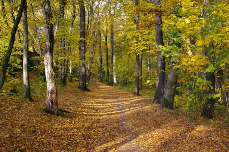 letohradek-a-obora-hvezda